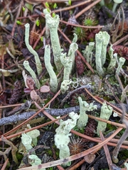 Cladonia sulphurina