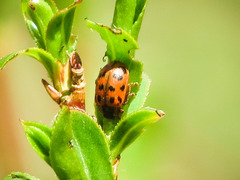 Chrysomela mainensis