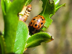 Chrysomela mainensis