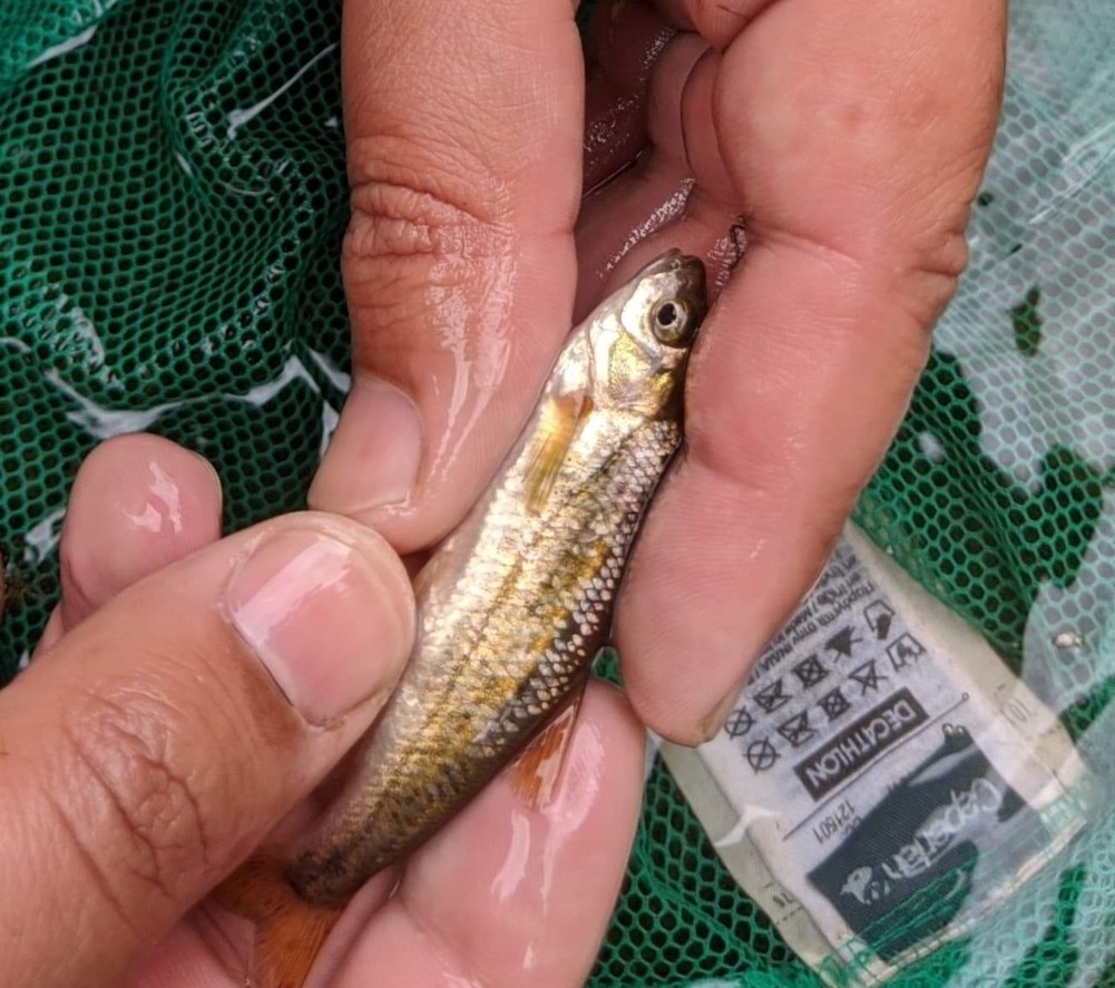 Portuguese Arched-Mouth Nase