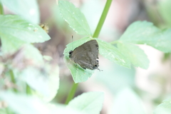 Rapala varuna formosana