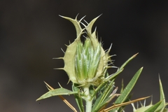 Hecastocleis shockleyi