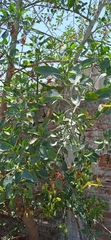 Nicotiana glauca