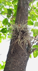 Tillandsia recurvata