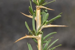 Hecastocleis shockleyi