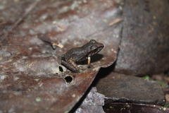 Craugastor metriosistus