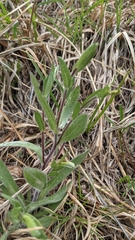 Symphyotrichum sericeum