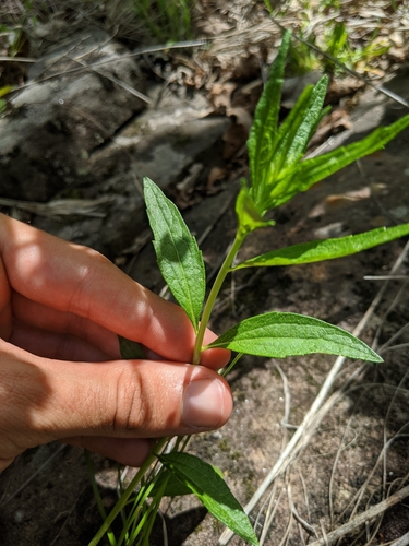 Image of Brickellia ozarkana by (c) Nathan Aaron, some rights reserved (CC BY)