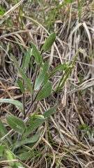 Symphyotrichum sericeum