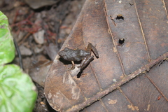 Craugastor metriosistus