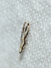 Melanocinclis lineigera