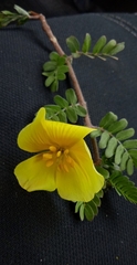 Tribulus cistoides
