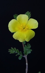 Tribulus cistoides