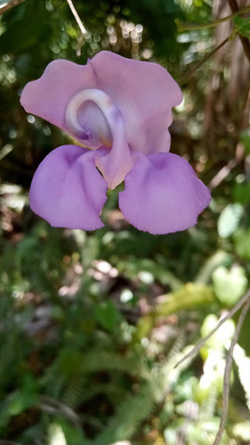 Sigmoidotropis speciosa