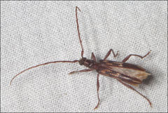 Coptocercus rubripes