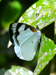 Dynamine myrrhina