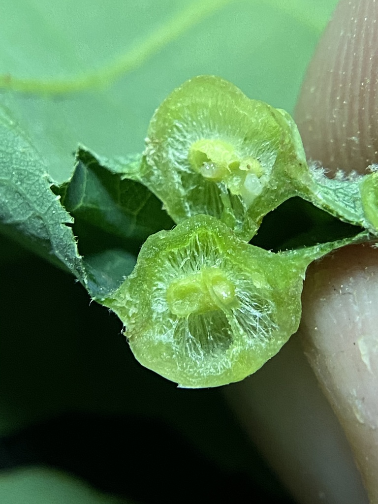 Oak Wart Gall Wasp