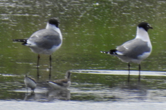 Leucophaeus pipixcan