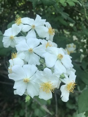 Rosa multiflora