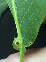 Andricus quercusutriculus