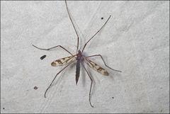 Paralimnophila