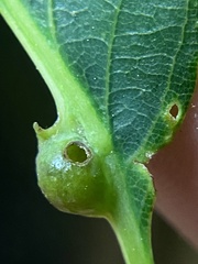 Andricus quercusutriculus