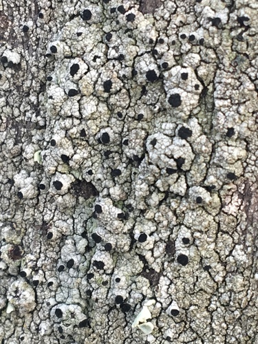 iNaturalist observation photo of Pseudothelomma occidentale