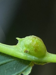 Andricus quercusutriculus