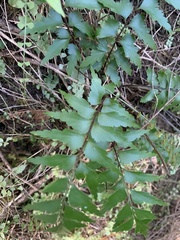Asplenium polyodon image