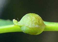 Andricus quercusutriculus