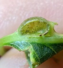 Andricus quercusutriculus