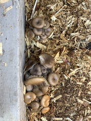 Pleurotus columbinus