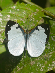 Dynamine myrrhina