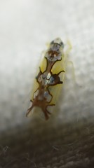 Protalebrella conica