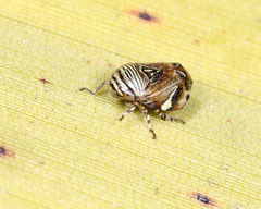 Clastoptera lineatocollis
