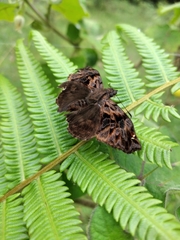 Noctuana haematospila