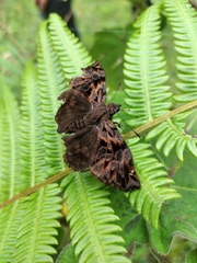 Noctuana haematospila