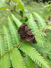 Noctuana haematospila