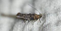 Agnippe biscolorella