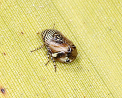 Clastoptera lineatocollis