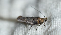 Agnippe biscolorella