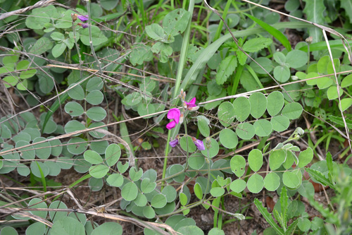 Image of Tephrosia lindheimeri by (c) Wes Copas, some rights reserved (CC BY)