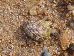 Monodonta labio