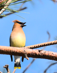 Bombycilla cedrorum image