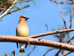 Bombycilla cedrorum image