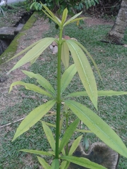 Alstonia