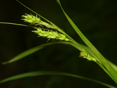 Carex davisii