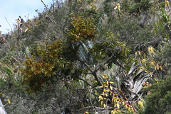 Phoradendron nervosum
