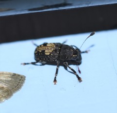 Piesocorynus plagifer