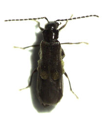 Malthodes pumilus
